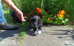 Cocker Spaniel dogs for sale: Beautiful Cocker Spaniel Puppies - Image 12