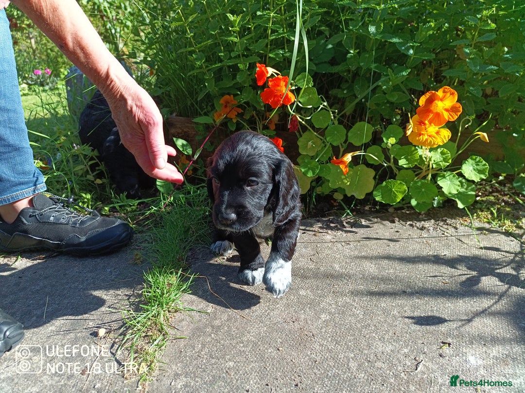 Cocker Spaniel dogs for sale: Beautiful Cocker Spaniel Puppies - Image 12