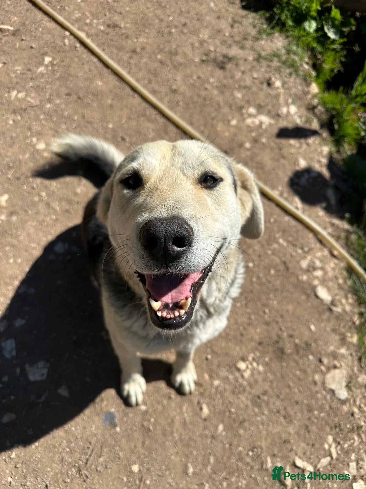 Mixed Breed dogs Gruia 💙 - Advert 5