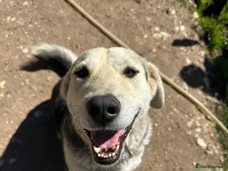 Mixed Breed dogs Gruia 💙 - Advert 2