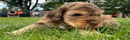 Cockapoo dogs for sale: Licensed Chocolate & Merle Cockapoo Puppies - Advert 9