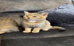 American Shorthair cats for sale: 3 Tabby kittens and 1 bombay kitten - Image 10