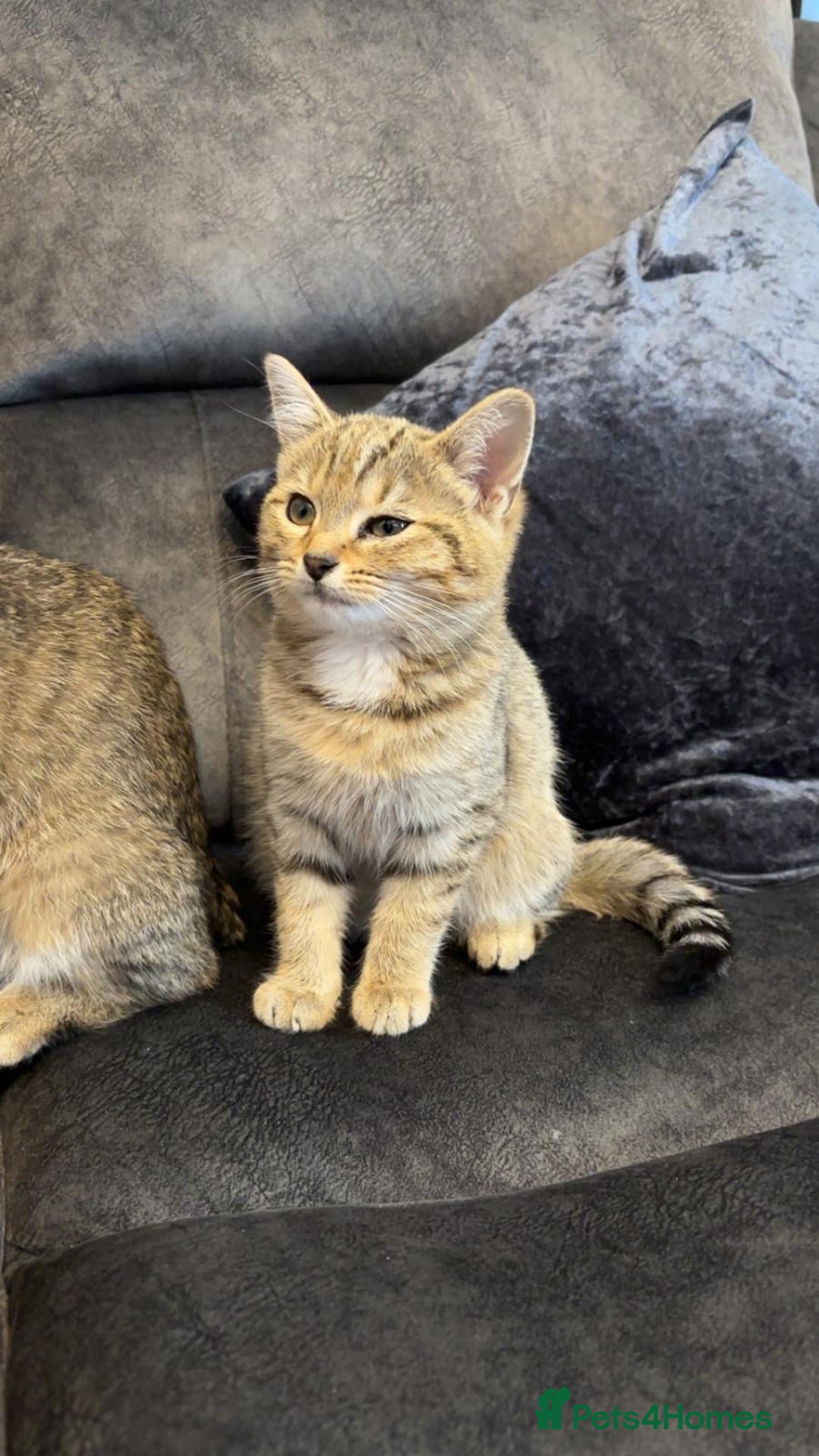 American Shorthair cats for sale: 3 Tabby kittens and 1 bombay kitten - Image 10