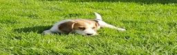 Beagle dogs for sale: 2Beautiful KC Registered Beagle Pups - Ready Now - Advert 10