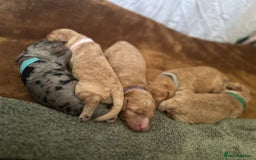Cockapoo dogs for sale: Cockapoo Pups - Image 5