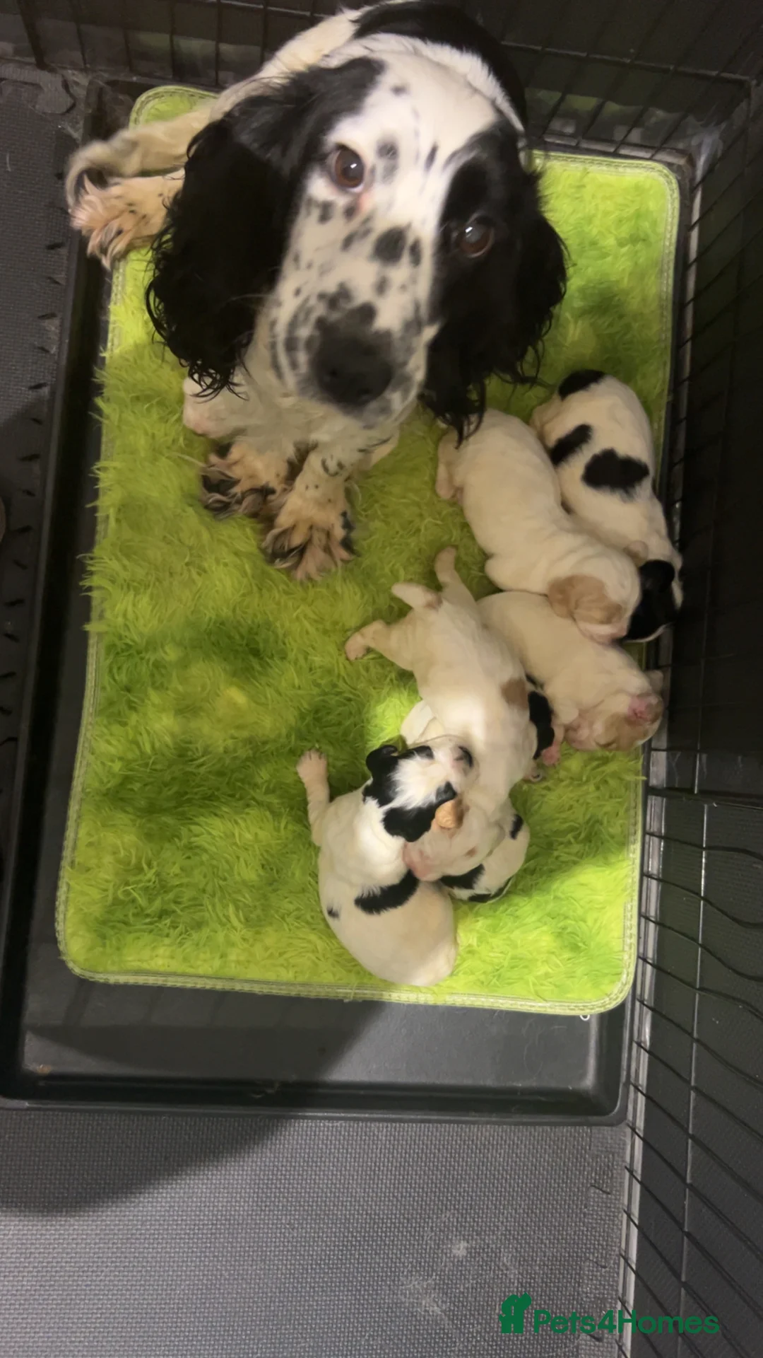 Cocker Spaniel dogs for sale: kC reg cocker spaniel pups - Advert 1