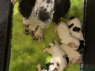 Cocker Spaniel dogs kC reg cocker spaniel pups - Advert 11