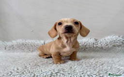 Miniature Dachshund dogs for sale: 🥰 3 cream smooth haired ready 6th November🥰  - Image 18
