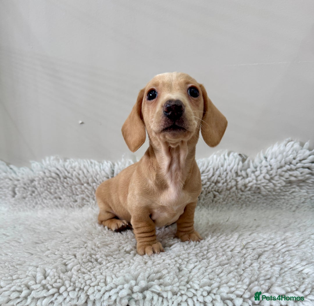 Miniature Dachshund dogs for sale: 🥰 3 cream smooth haired ready 6th November🥰  - Image 18