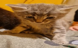 Domestic Shorthair cats for sale: 4 beautiful kittens, ready to go 2nd September  - Image 2
