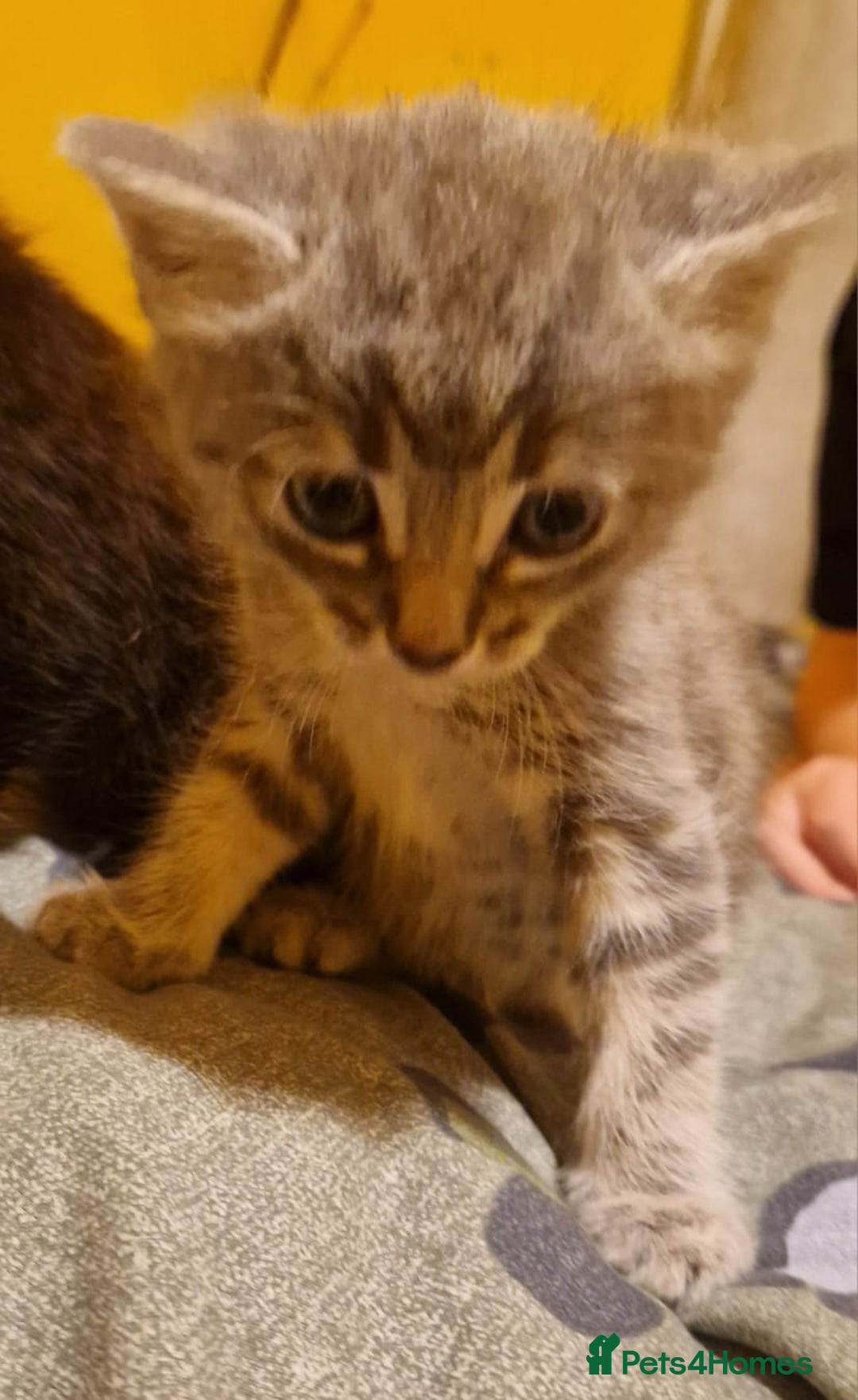 Domestic Shorthair cats for sale: 4 beautiful kittens, ready to go 2nd September  - Image 2