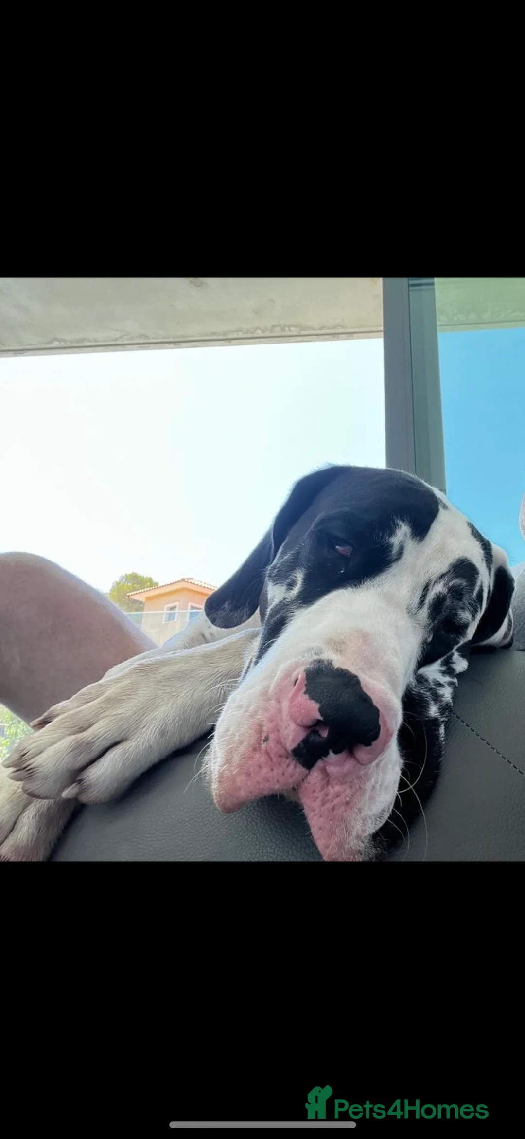 Great Dane dogs for stud: Karl the Great Dane for stud  in London - Advert 18