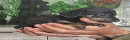Chiweenie dogs for sale: Chiweenies looking for their forever home - Advert 5