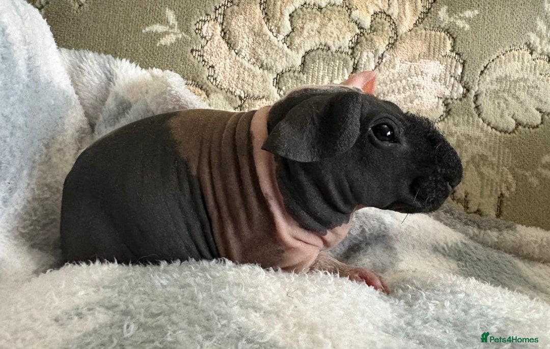 Guinea Pig rodents for sale: Skinny pig boy ready to leave - Advert 1