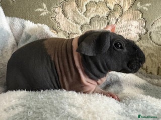 Guinea Pig rodents Skinny pig boy ready to leave - Advert 1
