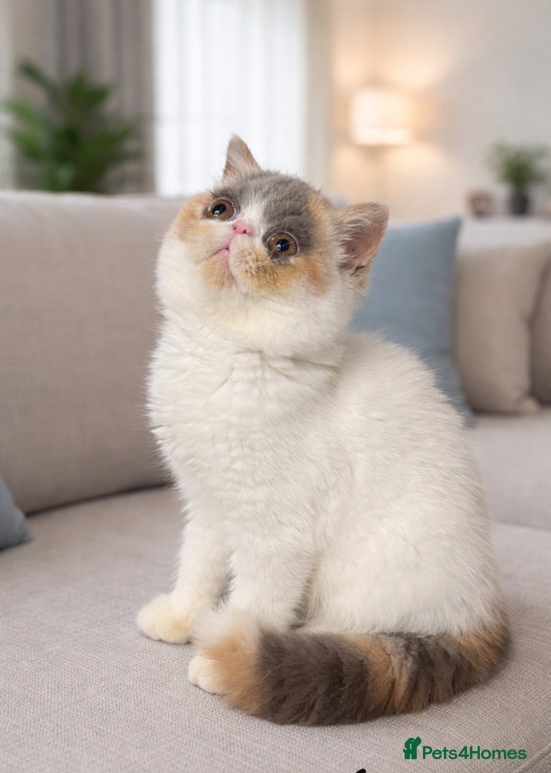 Exotic cats for sale: 💗 TWO SISTERS LOOKING FOR A FOREVER HOME  - Advert 8