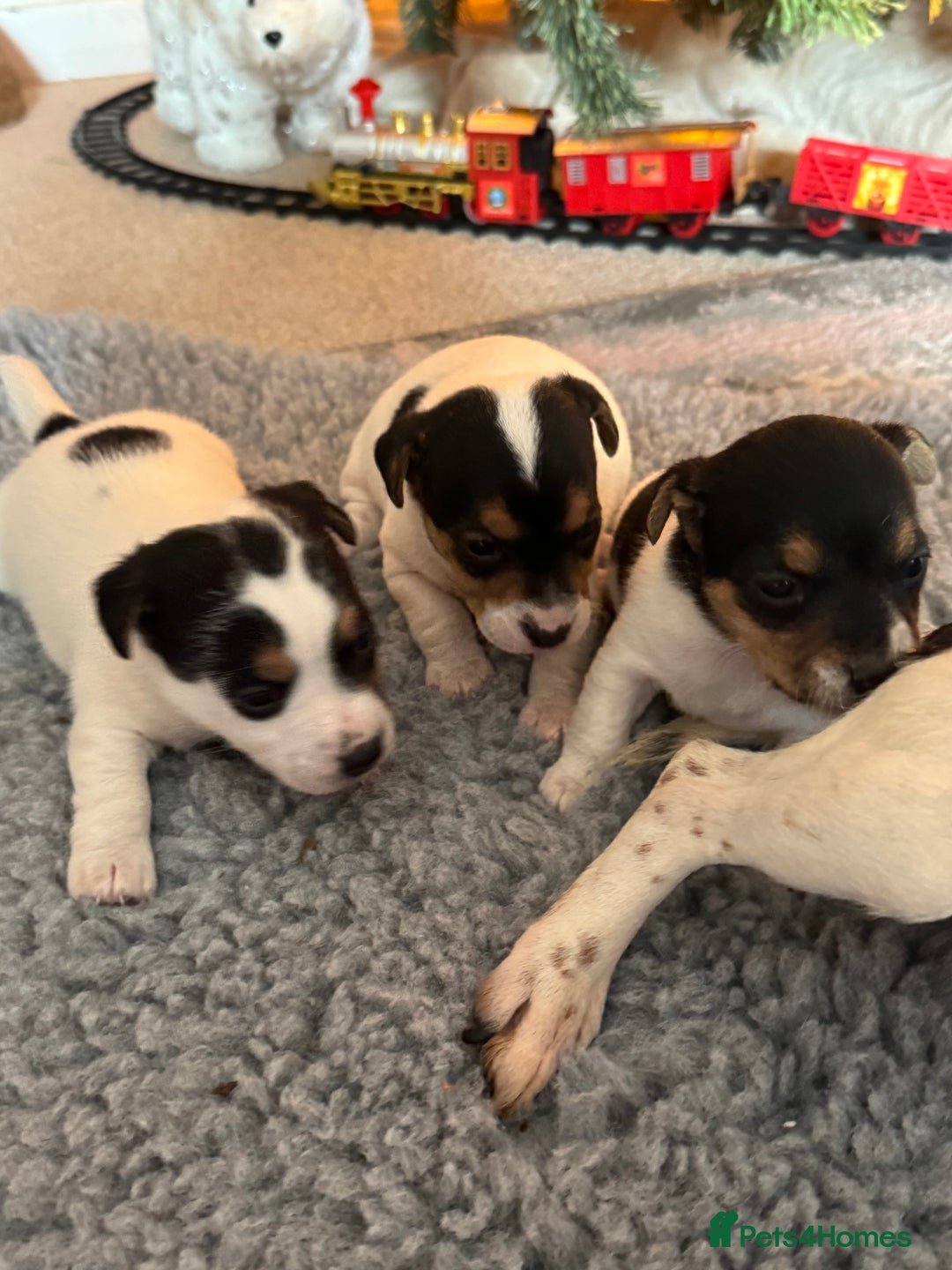 Jack Russell dogs for sale: Jack Russel terriers 3 - Advert 6