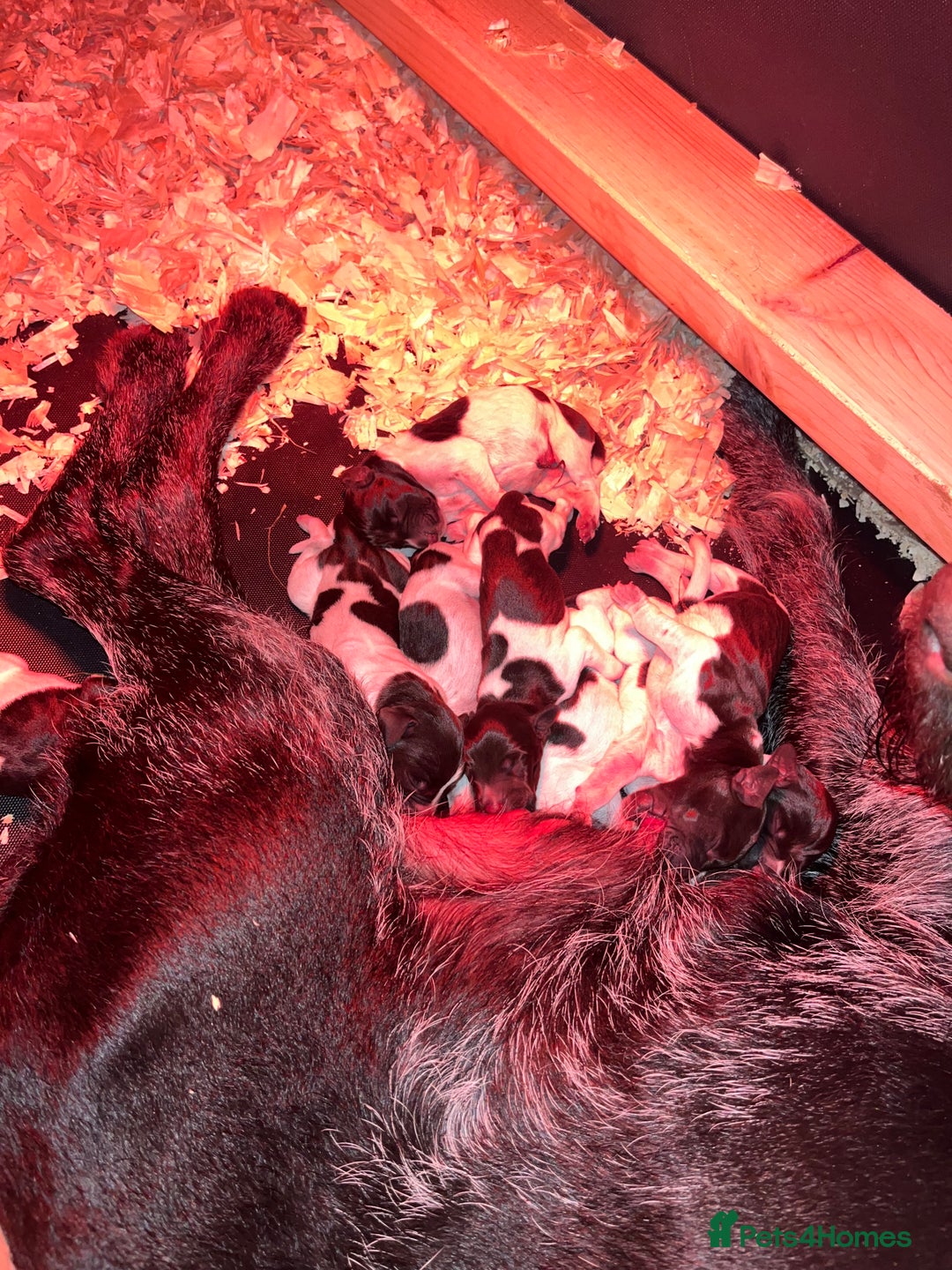 German Wirehaired Pointer dogs for sale: Litter born Monday 22nd, 5 boys, 2 girls left, - Image 19