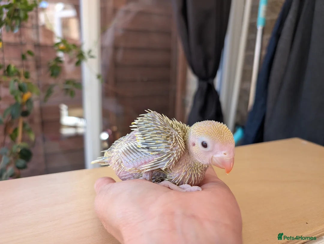 Ringnecks birds for sale: Handreared Indian ringnecks  - Advert 3