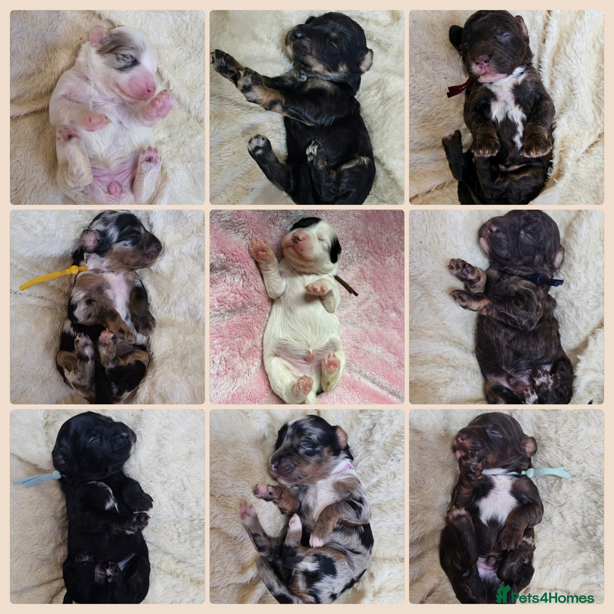 Cavapoo dogs STUNNING FULLY HEALTH TESTED F1B CAVAPOO  - Advert 1