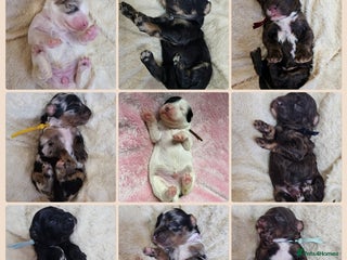 Cavapoo dogs STUNNING FULLY HEALTH TESTED F1B CAVAPOO - Advert 1