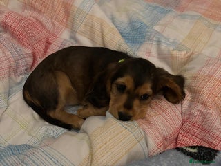 Cocker Spaniel dogs Stunning Cocker Spaniel pups - Advert 1