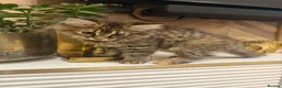 British Shorthair cats for sale: Maine coon Mix golden British short hair in London - Advert 21