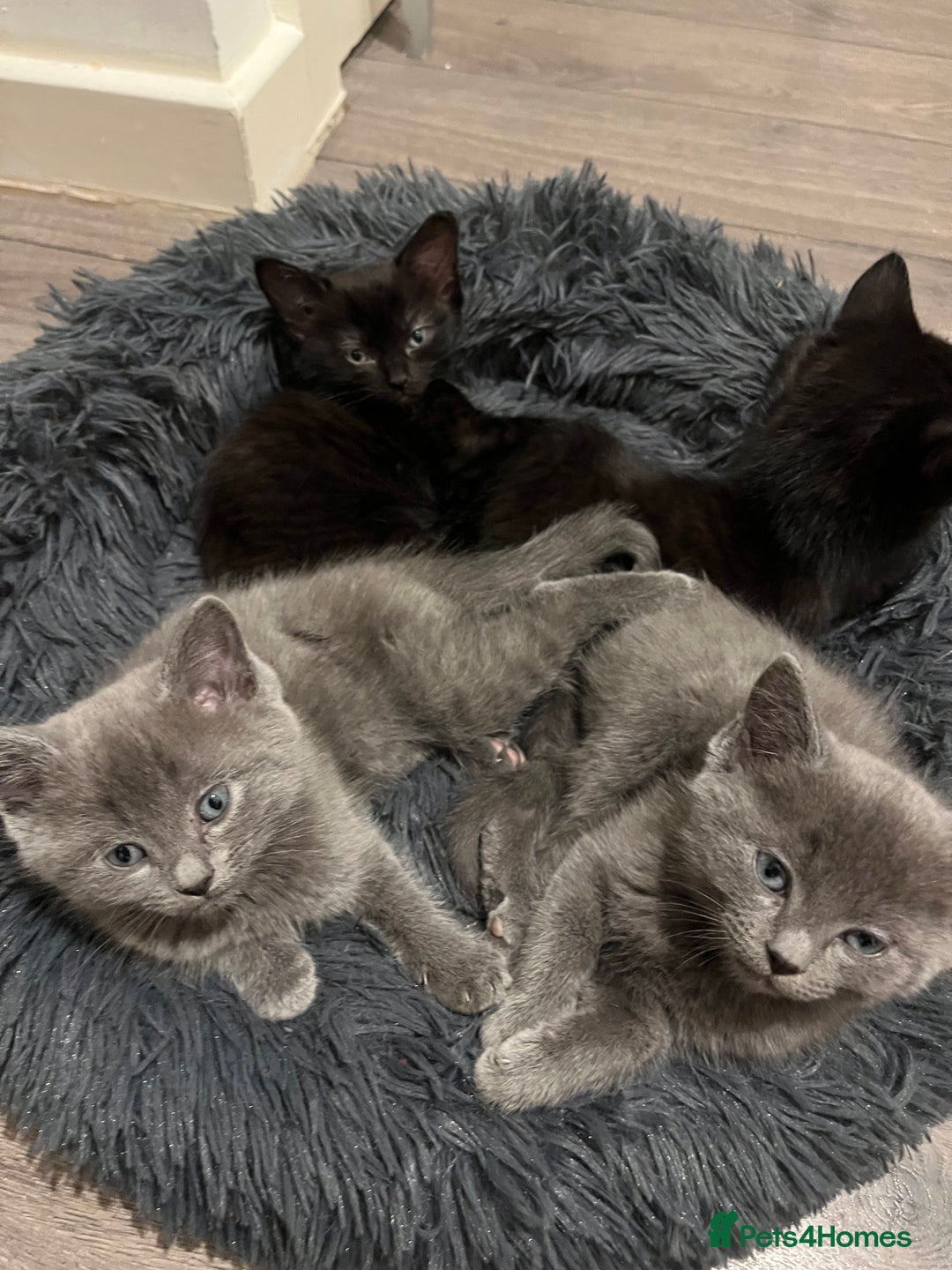 Ragdoll cats for sale: Ragdoll x kittens  - Advert 1