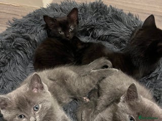 Ragdoll cats Ragdoll x kittens - Advert 1