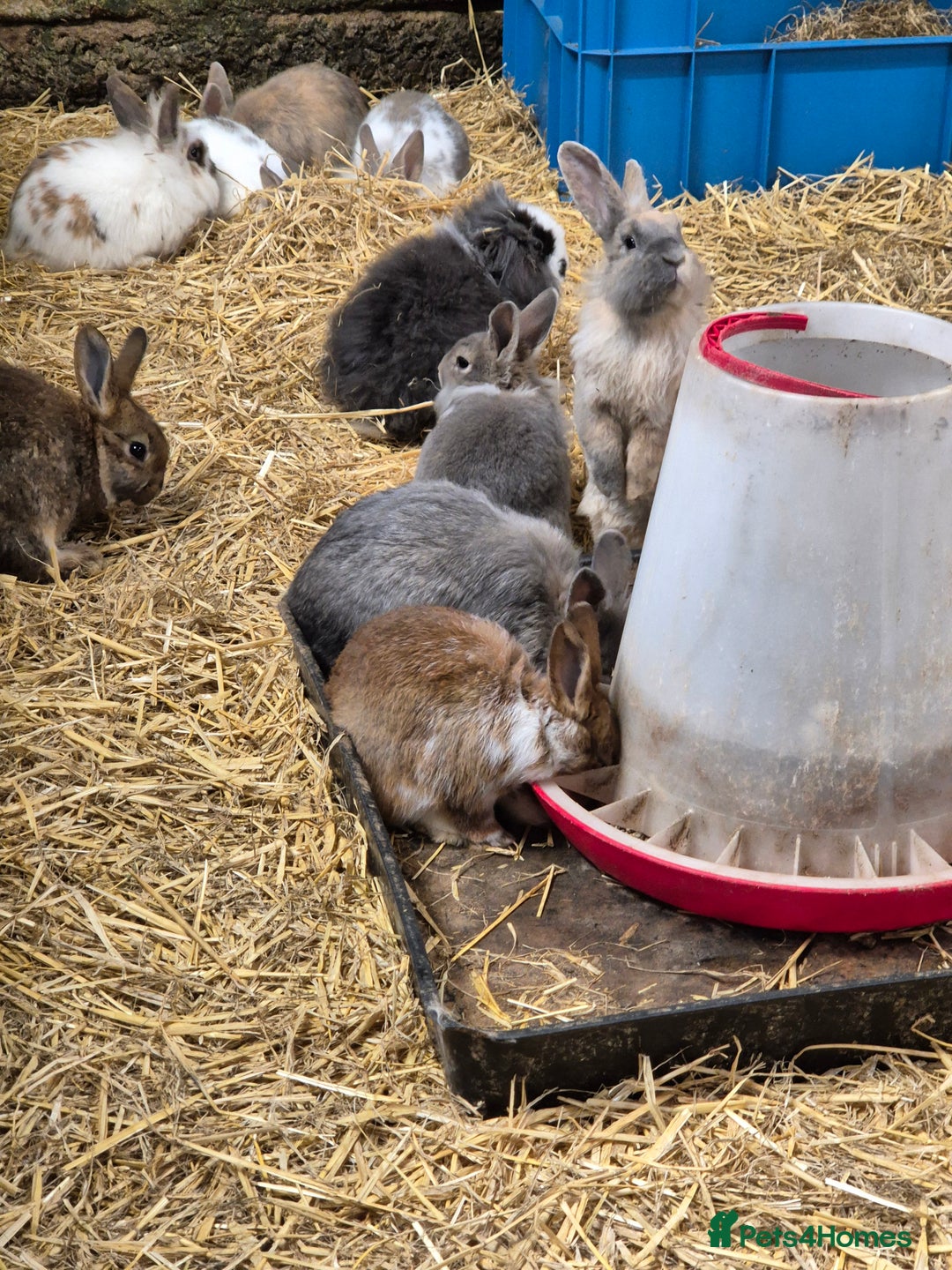Mini Lop rabbits for sale: Bunnies looking for new homes - Advert 5