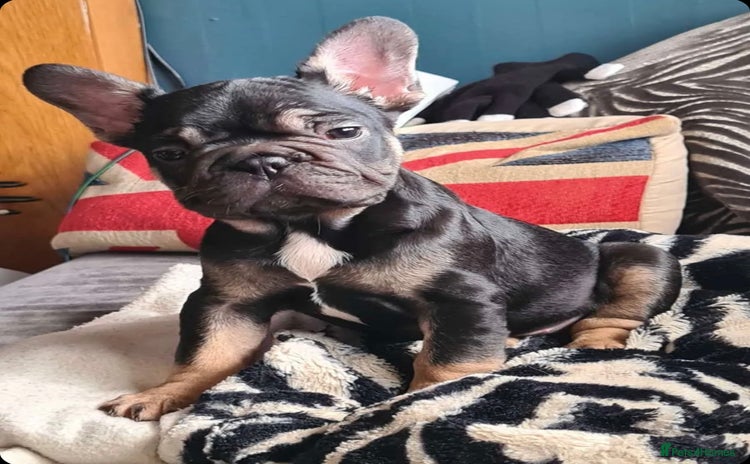 French Bulldog dogs - Advert 2