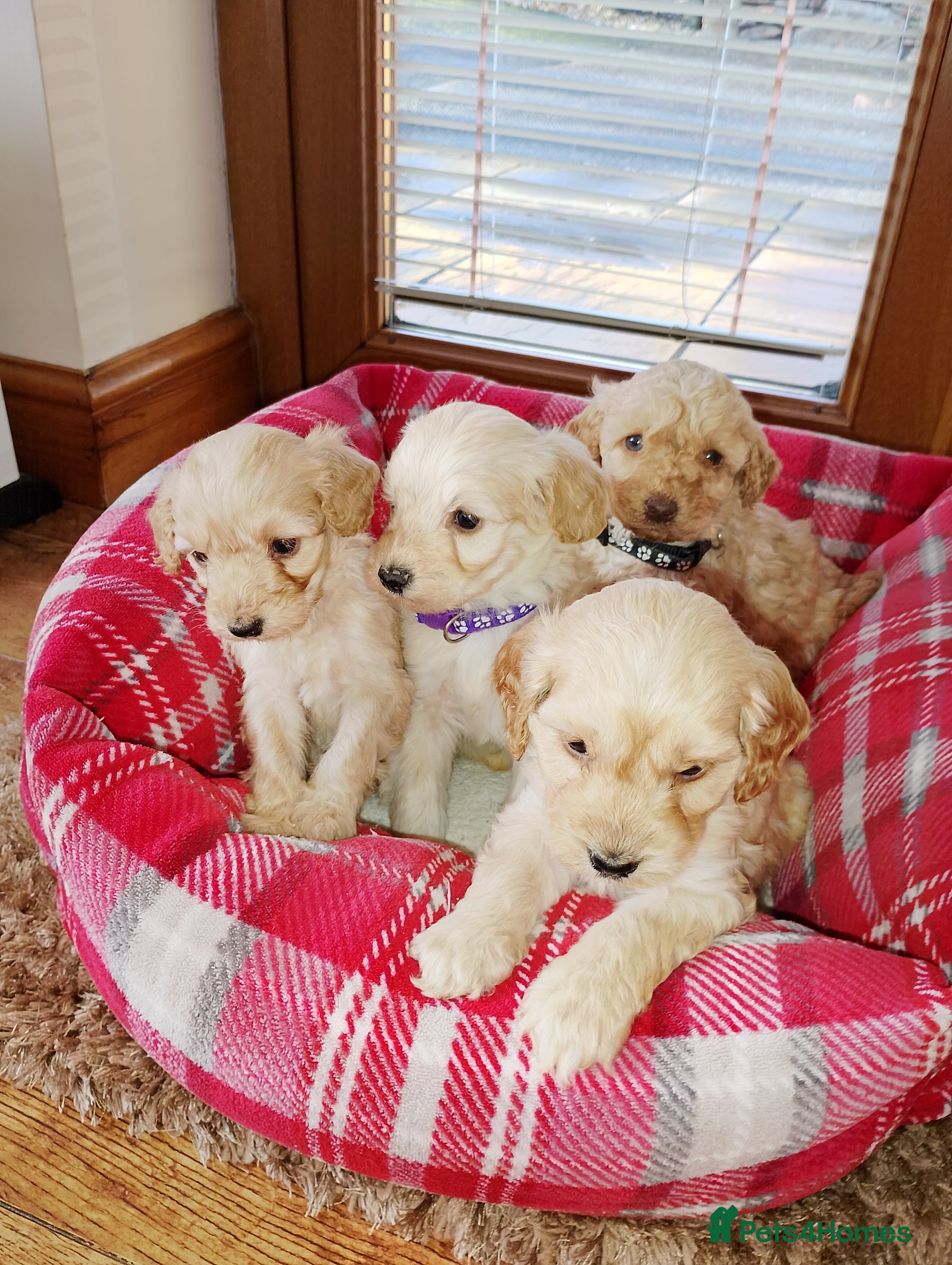 Cockapoo dogs Cockapoo puppies  - Advert 17