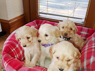 Cockapoo dogs Cockapoo puppies - Advert 17