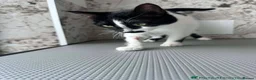 Mixed Breed cats for adoption: Sweet Milla looking for her home - Advert 1