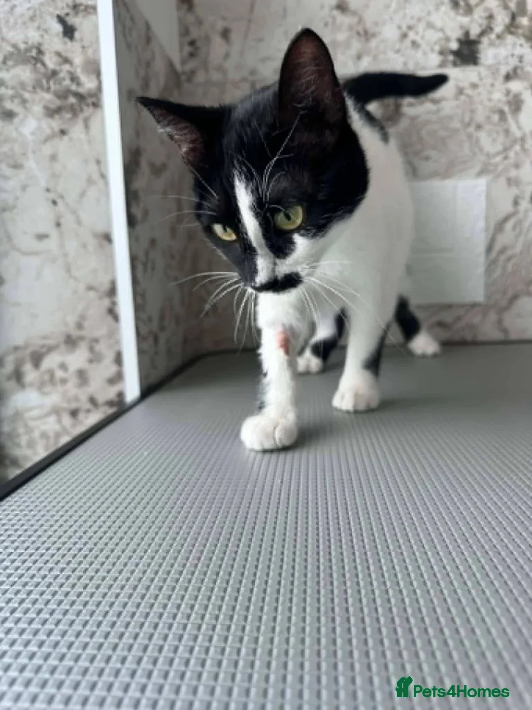 Mixed Breed cats for adoption: Sweet Milla looking for her home - Advert 1