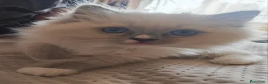 Ragdoll Kitten 3