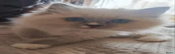 Ragdoll cats for sale: BEAUTIFUL RAGDOLLS KITTENS GCCF REGISTERED  - Advert 18
