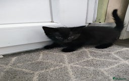 Mixed Breed cats for sale: 5 lovely kittens available  - Image 17