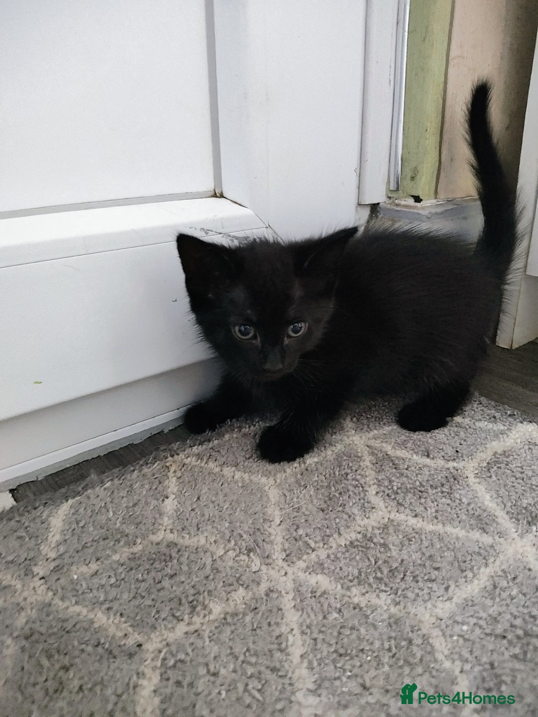 Mixed Breed cats for sale: 5 lovely kittens available  - Image 17