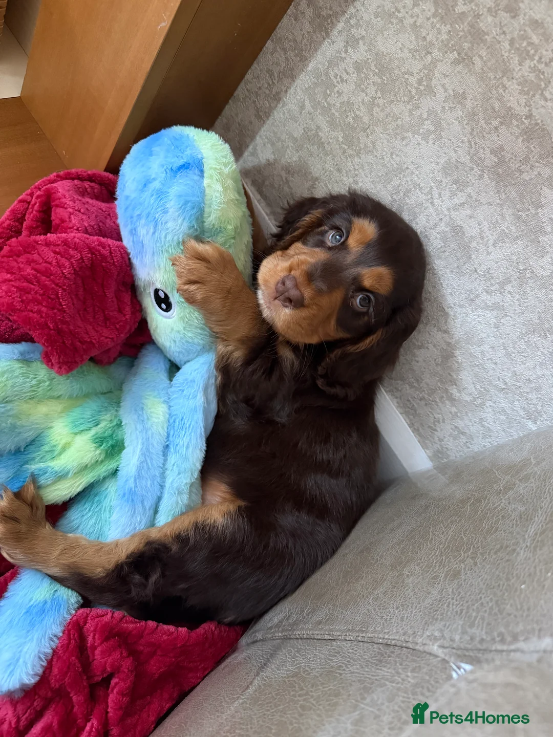 Cocker Spaniel dogs for sale: Cocker Spaniel Puppy - Rolo  - Advert 18