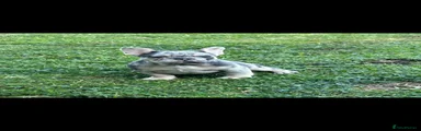 French Bulldog Puppy 2