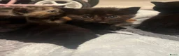 Domestic Shorthair cats for sale: 6 beautiful domestic shorthair kittens  - Advert 5