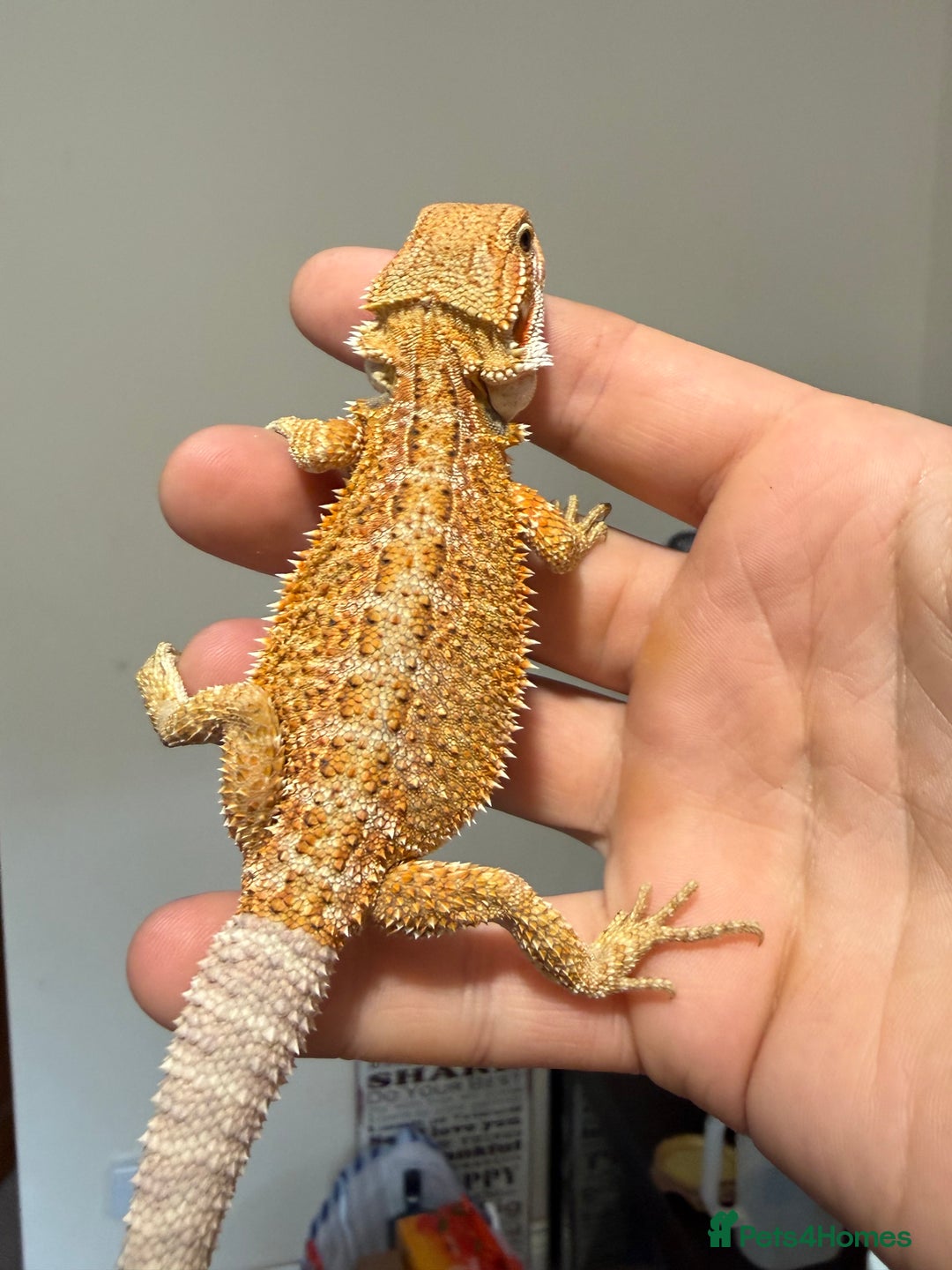Bearded Dragon reptiles for sale: 🔥🔥🔥 BABY BEARDED DRAGONS 🔥🔥🔥 4 LEFT 🔥🔥 - Image 9
