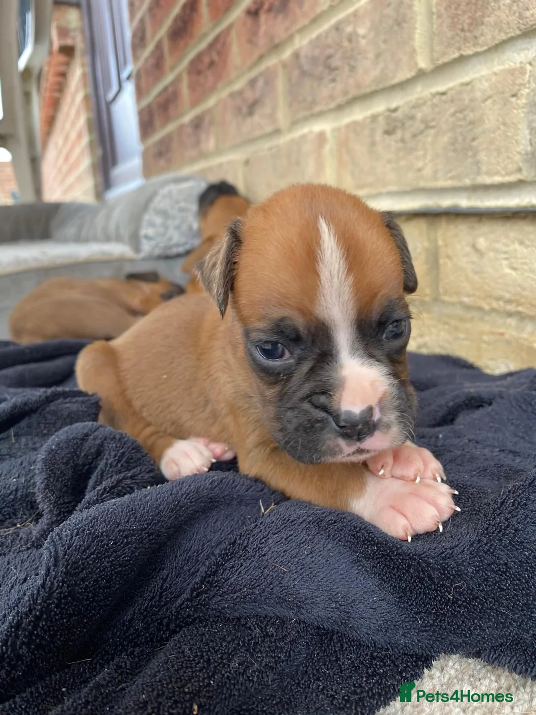 Boxer dogs for sale: Boxer puppies kc registered 5 star council licence - Advert 2