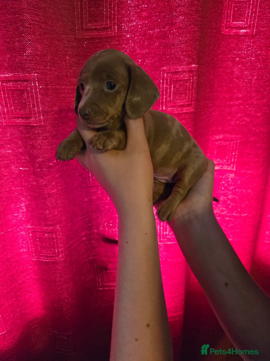 Miniature Dachshund dogs for sale: Gorgeous litter of miniature dachshunds - Advert 2