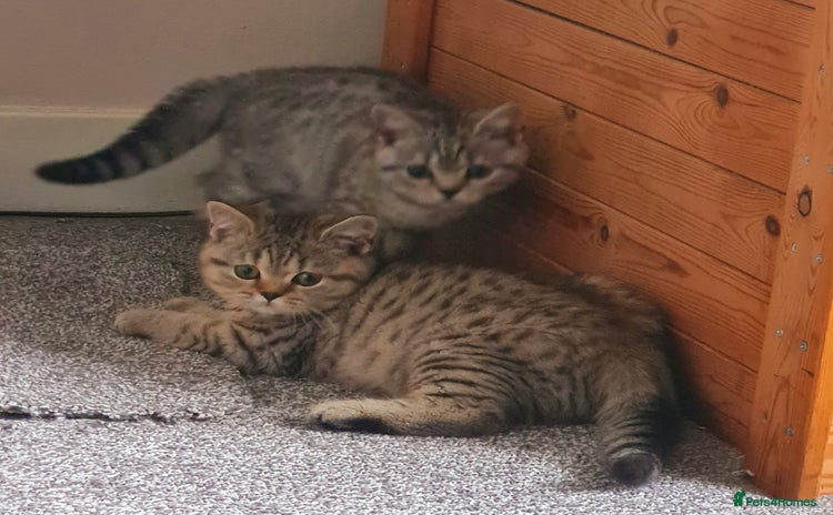 British Shorthair cats - Advert 1