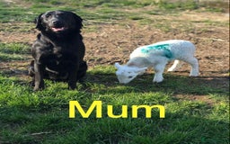 Labrador Retriever dogs for sale: 1 X Black Labrador Male  - Image 2