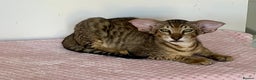 Oriental cats for sale: Black tabby male - Advert 2