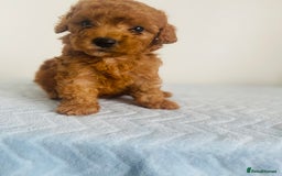 Maltipoo dogs for sale: 🐾 F1BB Maltipoo Puppies  - Image 8