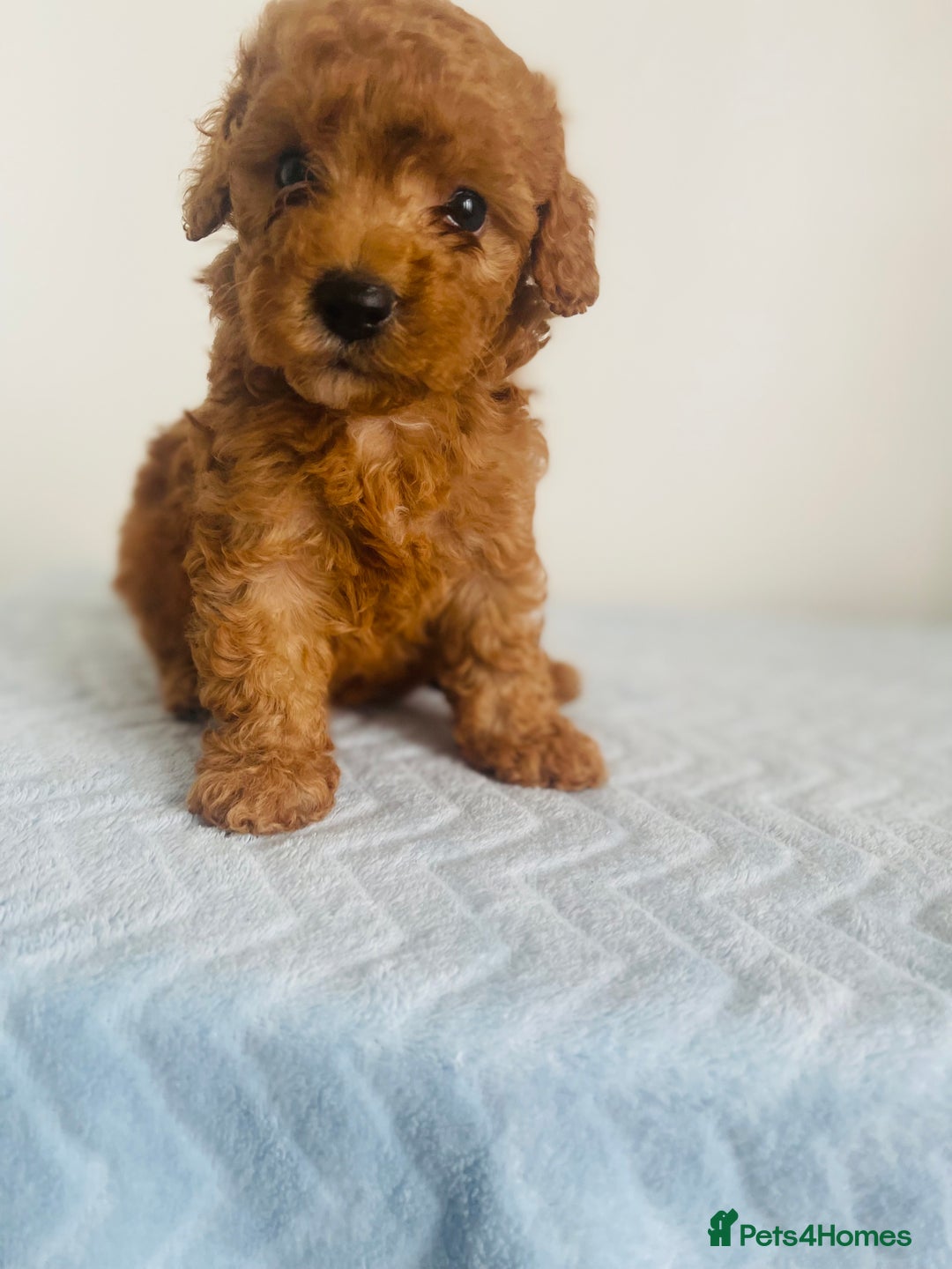 Maltipoo dogs for sale: 🐾 F1BB Maltipoo Puppies  - Image 8